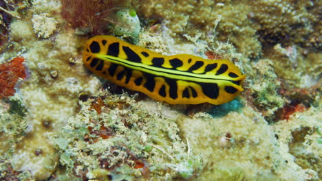 Incredibly-beautiful-yellow-and-black-flatworm-from-above-crawling-on-soft-corals