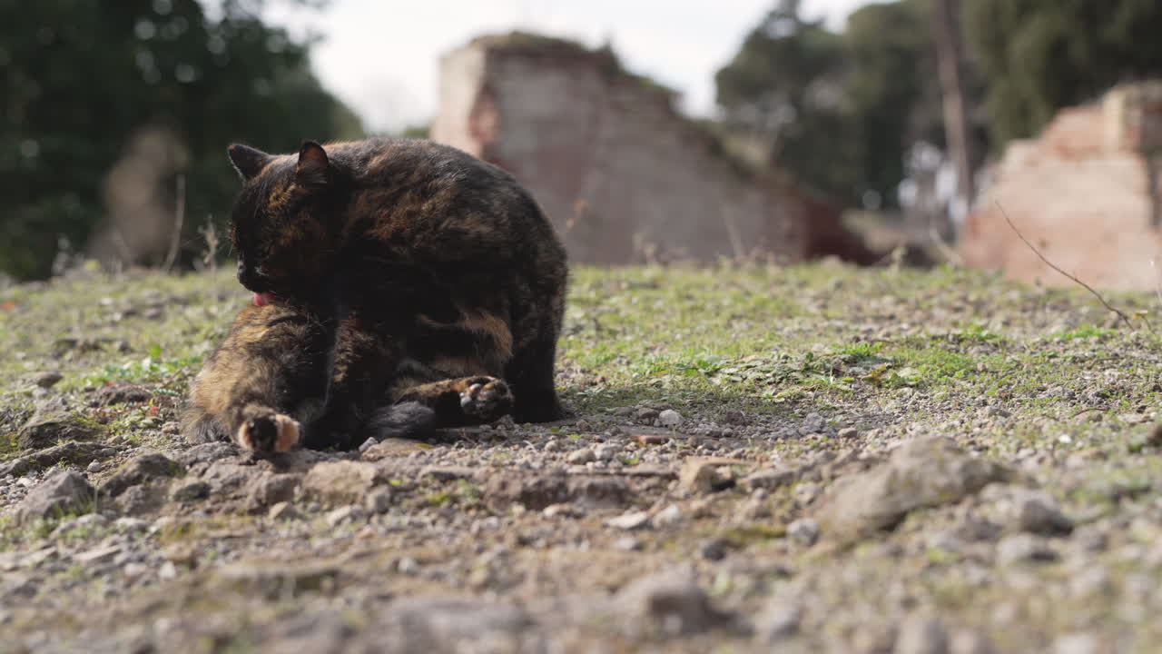 A stray cat lazily cleans it self at the ancient Roman site of Ostia Antica in Rome, Italy.