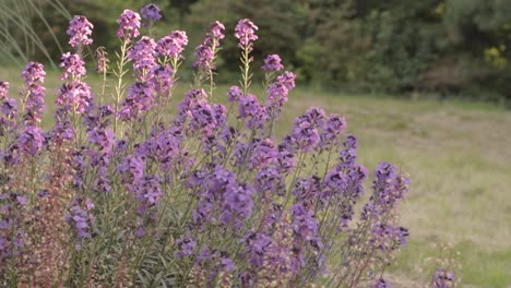Catmint-tall-purple-flowers-in-cottage-garden