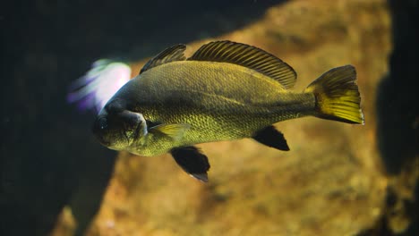 brown meagre swimming slowly over a rocky background, close up shot