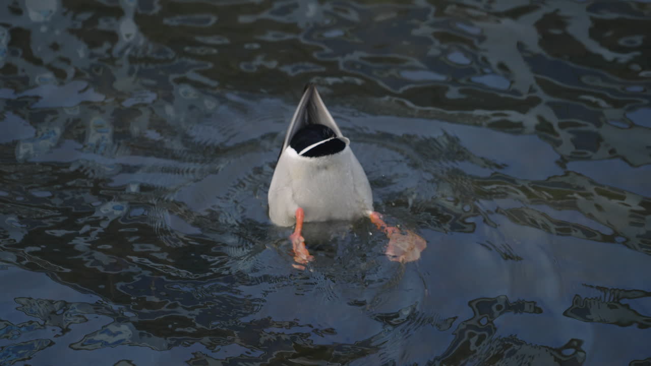 Male Mallard Went Upside Down Feeding From The Bottom Of A Lake - high angle shot