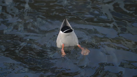 Male-Mallard-Went-Upside-Down-Feeding-From-The-Bottom-Of-A-Lake---high-angle-shot