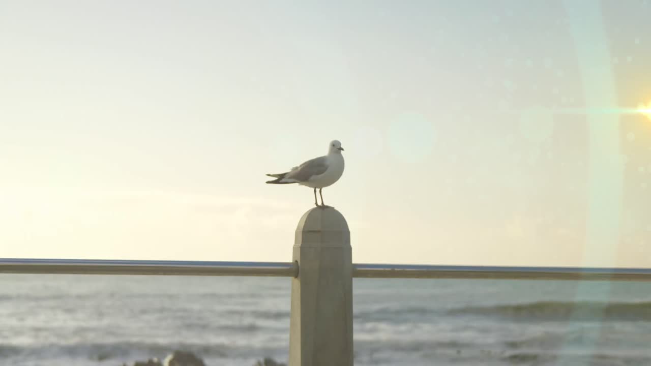Animation of light spots over seagull and sea