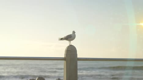 Animación-De-Puntos-De-Luz-Sobre-Gaviota-Y-Mar