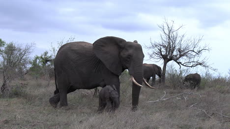 An-elephant-walks-across-the-savannah-with-a-small-calf