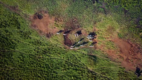 aerial drone shot captures a herd of zebras gathering around a small well in the vast ugandan landscape, quenching their thirst amidst green vegetation and reddish-brown terrain, top down descend shot