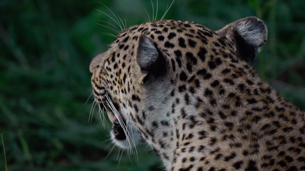 Leopard's Rear View in Grassy Environment