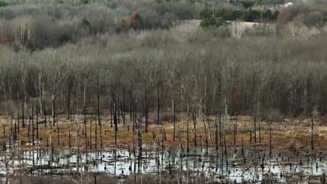 marsh wetland environment in winter, tilt up reveals vast landscape, arkansas