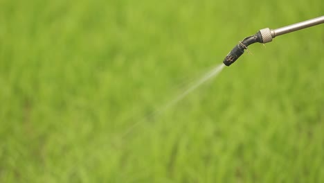 granjero rociando fertilizante líquido en el campo de arroz