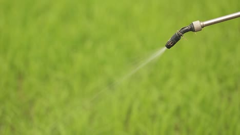 farmer spraying liquid fertilizer on the rice field