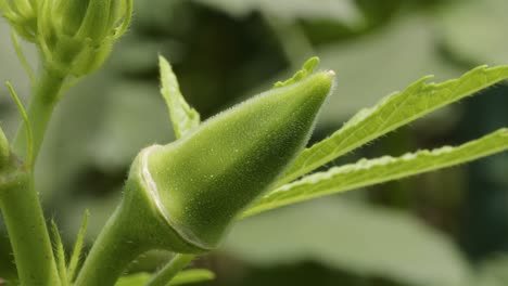 close up macro shot of small green okra growing on a vine