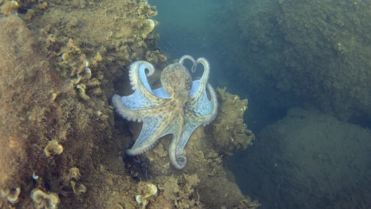 Octopus resting on an underwater rock, blending into the environment. Marine life in its natural habitat, showing camouflage skills