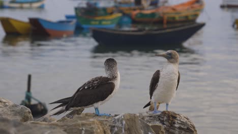 Blue-footed-Booby-at-Harbour,-also-called-Piquero-de-patas-azules,-locally