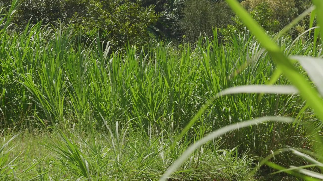 Erba verde lussureggiante ed erbacce selvatiche che crescono in un campo, ondeggiando dolcemente in una leggera brezza estiva.