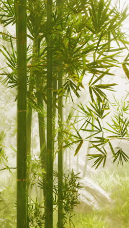 a lush bamboo forest