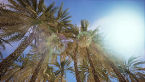 palmeras bajo un cielo azul brillante