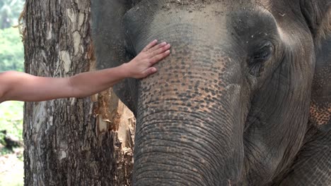 a hand strokes an indian elephant , close up shot