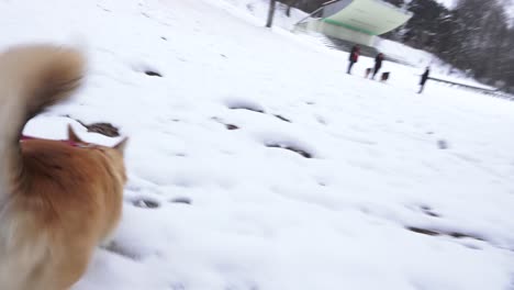 코기 개는 겨울에 밖에 산책