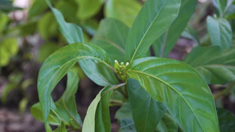 lush green leaves of plants growing in the forest swaying in the wind at the fiji island