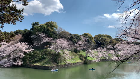 People-navigating-boats-by-the-Imperial-Palace-moat-at-Chidorigafuchi-Park-in-front-of-cherry-blossom