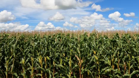 green corn plantation with cobs, cornfield and blue sky among clouds