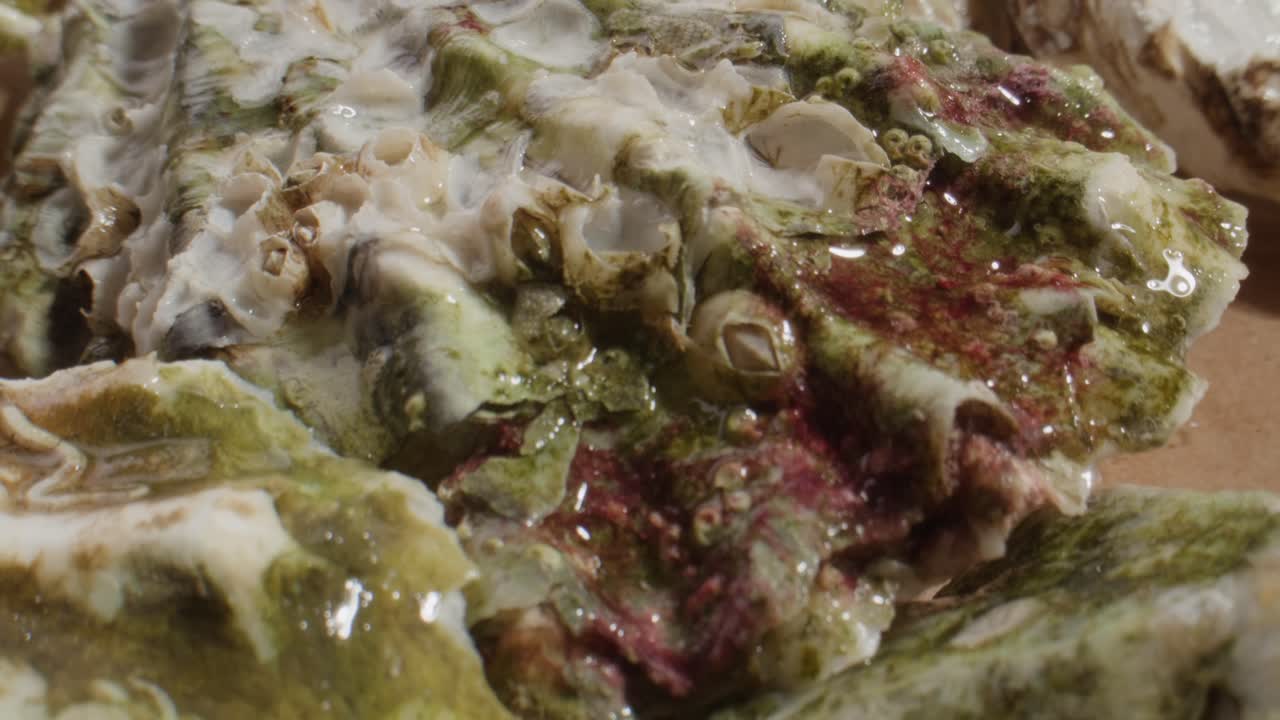 Textured Oyster Shells Covered in Green Algae and Barnacles