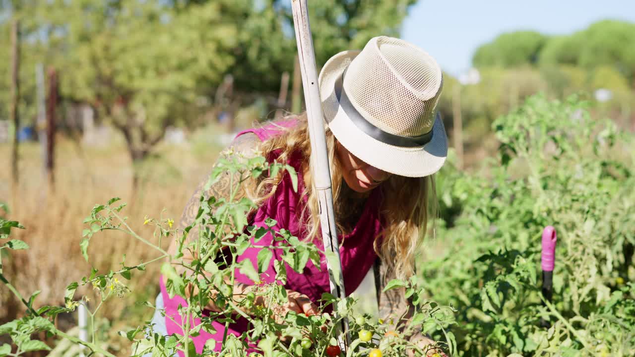 Donna che si prende cura delle piante di pomodoro in un giardino soleggiato