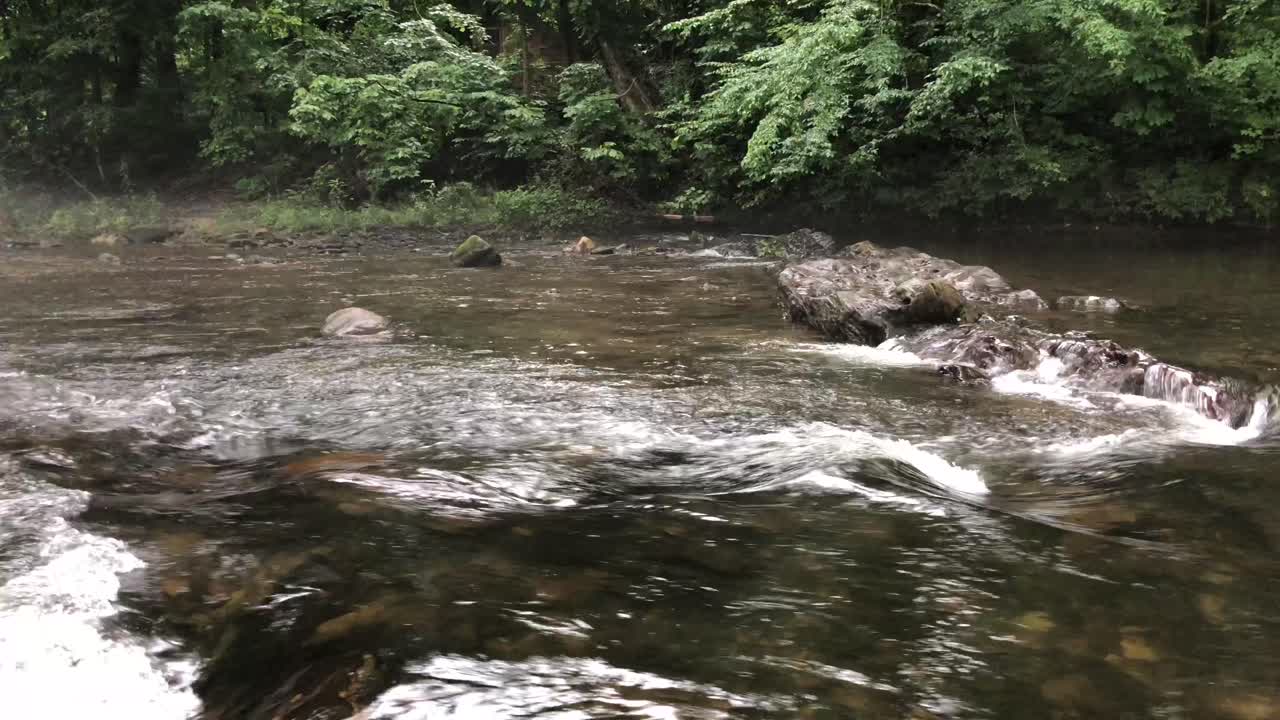 Fiume che scorre attraverso una fitta foresta