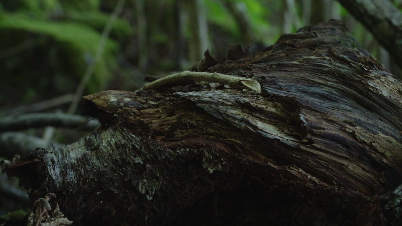 Tronco d'albero in decomposizione con un ramo caduto che poggia su terreno boschivo umido nella natura norvegese ombreggiata, mostrato in dettaglio.