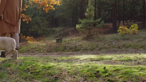 Una-Mujer-Camina-Con-Un-Perro-En-El-Bosque-Otoñal,-Una-Vista-Lateral-En-El-Marco-Muestra-Las-Piernas-Y-El-Perro-Caminando-Junto-A-Ella.