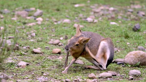 Mittlere-Aufnahme-Einer-Patagonischen-Mara,-Die-Sich-Auf-Einem-Feld-Kratzt-Und-Pflegt