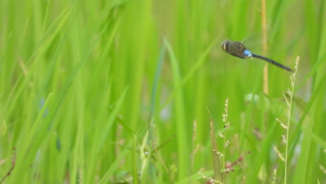 green dragonfly in playing wings uhd mp4 4k .