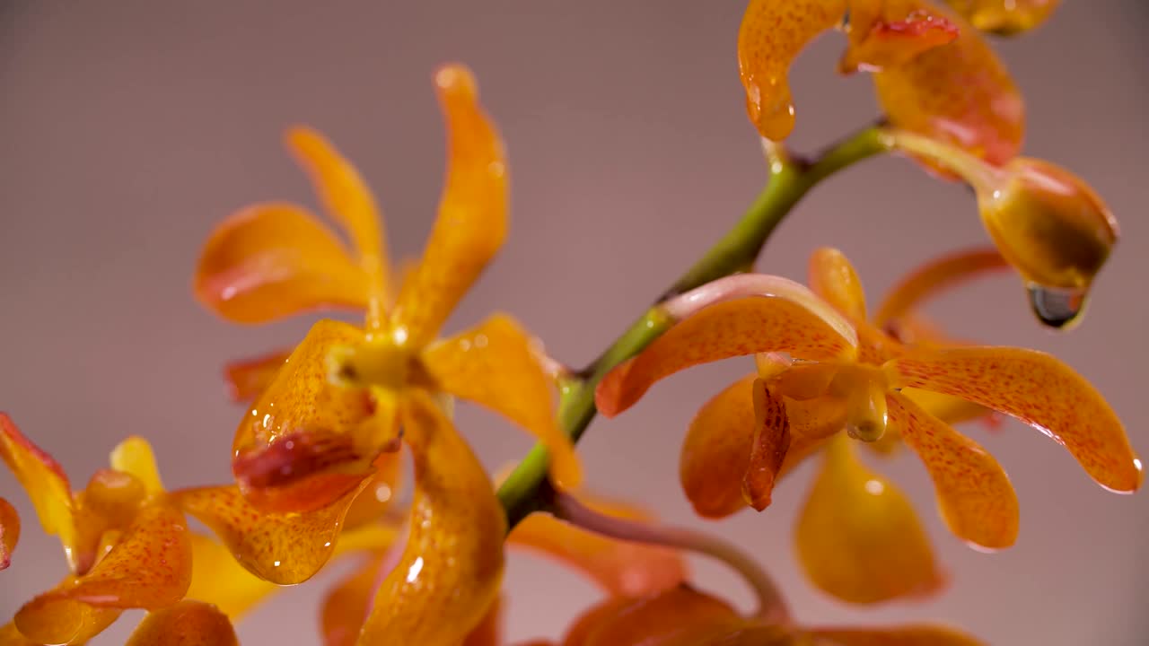 4k hermosa flor de orquídea naranja fresca, de cerca