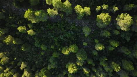 vista aérea de un bosque de pinos