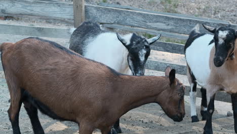 slow motion wide shot as a goat rams its head into the side of another goat and head butts it