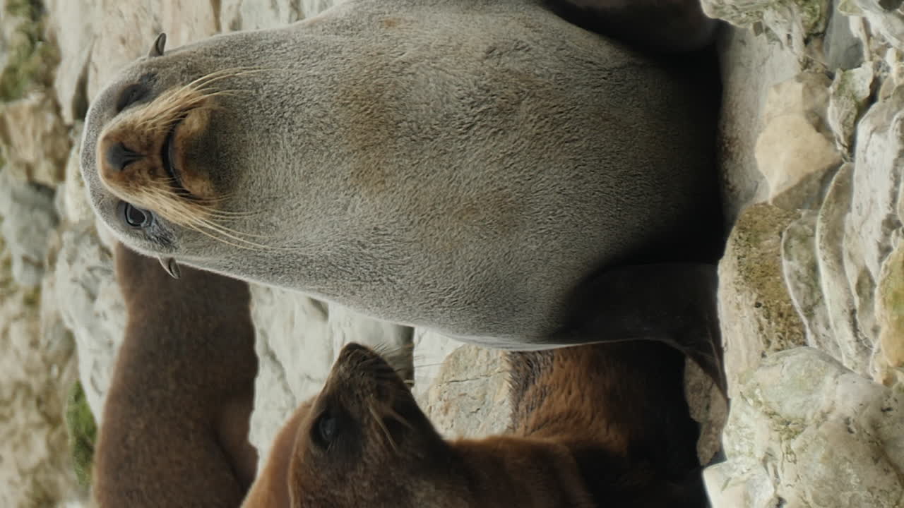 바위 해변 에서 카메라 를 바라보는 뉴질랜드 의 모피 해파리 들 - 수직 형식