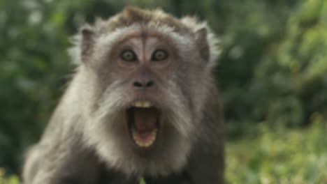 monkey watching from tree, slow motion portrait, indonesia