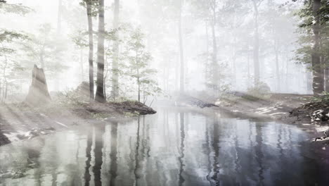 pantano con atmósfera única y niebla debajo de los árboles