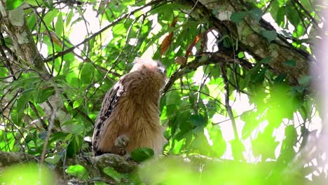 Die-Buffy-Fish-Owl-Ist-Eine-Große-Eule-Und-Doch-Die-Kleinste-Unter-Den-Vier-Fischeulen