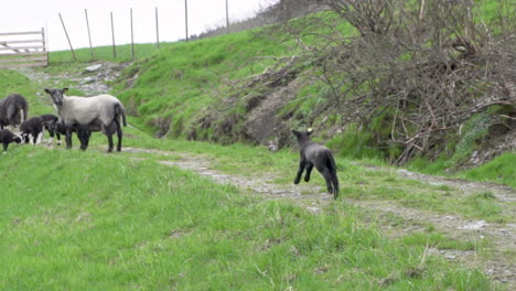 Pequeño-Cordero-Suffolk-Negro-Corriendo-Hacia-Un-Grupo-De-Ovejas_slomo