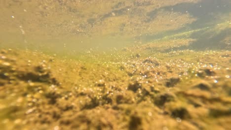 clear stream flowing over rocks and vegetation