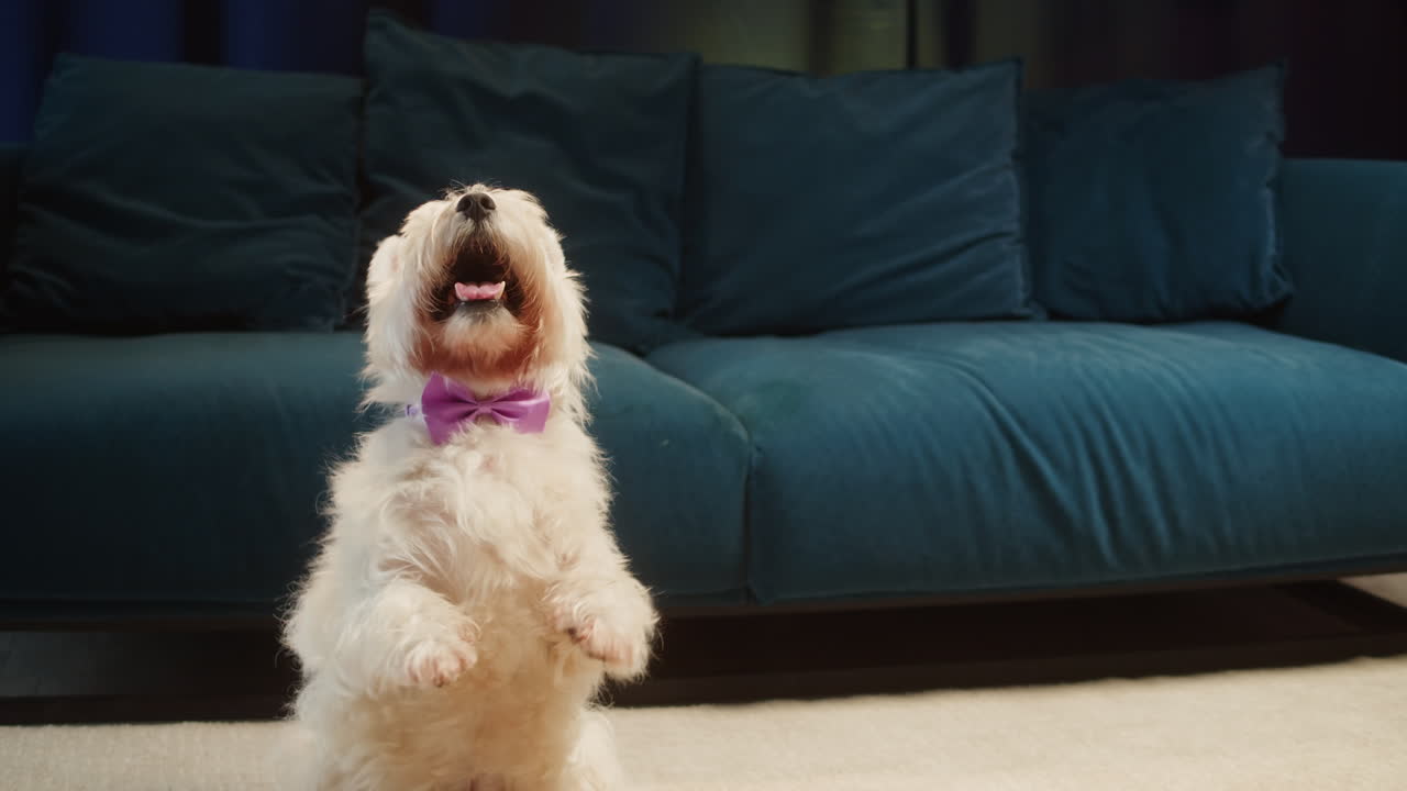 A white Westie dog playing and moving in a living room