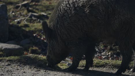 Cerca-De-Jabalí-Alimentándose-En-El-Suelo-En-Parc-Omega,-Quebec---Cámara-Lenta