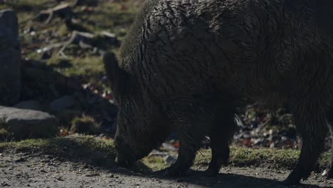 nahaufnahme von wildschweinen, die auf dem boden im parc omega, quebec, fressen – zeitlupe