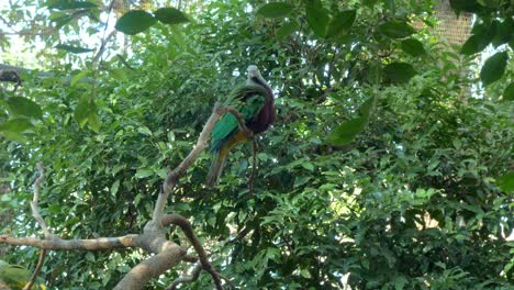 Wompoo-Fruit-Dove-On-A-Tree-Preening