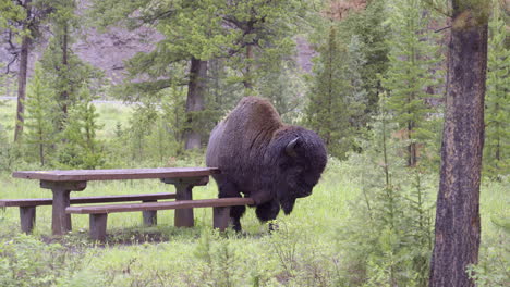 American-Bison-male-scratching-against-a-picnic-table,-slowmotion