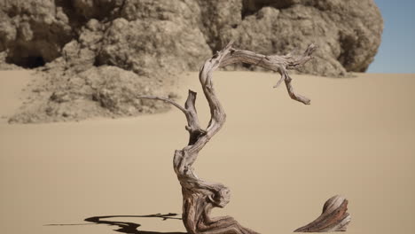 árbol muerto en el desierto