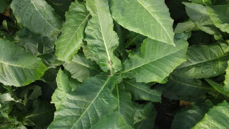 close-up of tobacco leaves ready for harvest