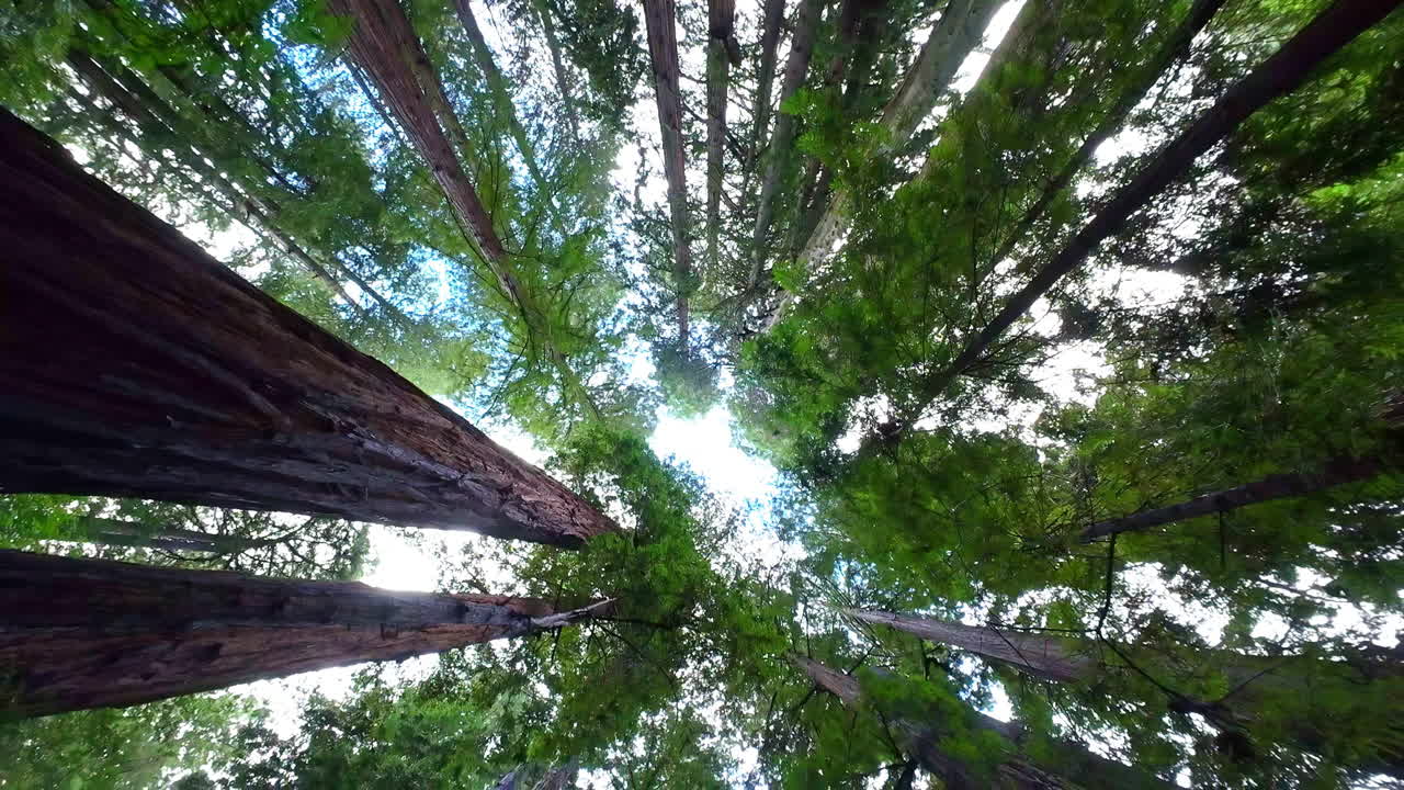 vista hacia arriba hacia el dosel de los altos árboles de sequoias de crecimiento antiguo, monumento nacional de muir woods, condado de marin, california