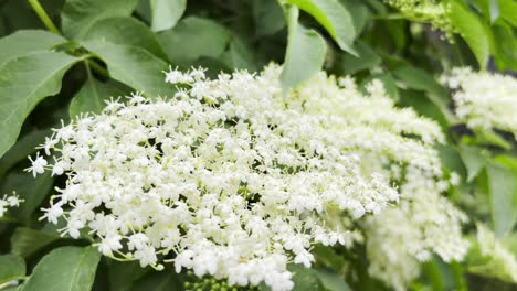 closeup of blossomed flowers of a white elder bush closeup of blossomed flowers of a white elder bush